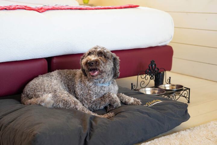 Pet Friendly 66 of 115