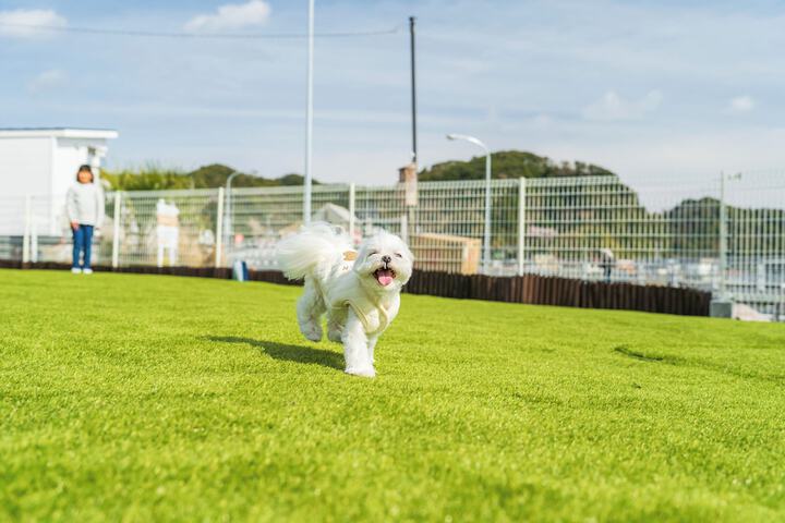 Pet Friendly 43 of 54