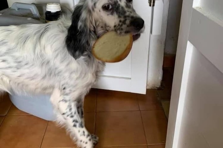 Pet Friendly 82 of 206