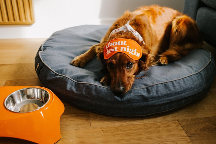 Pet-friendly