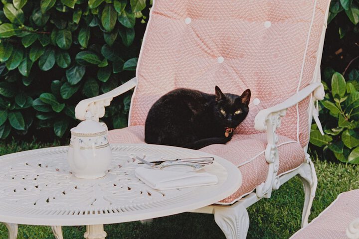 Pet Friendly 141 of 183