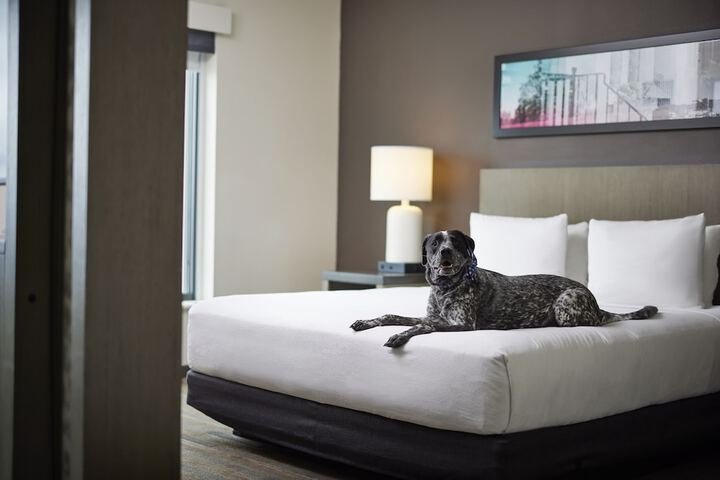 Pet-friendly