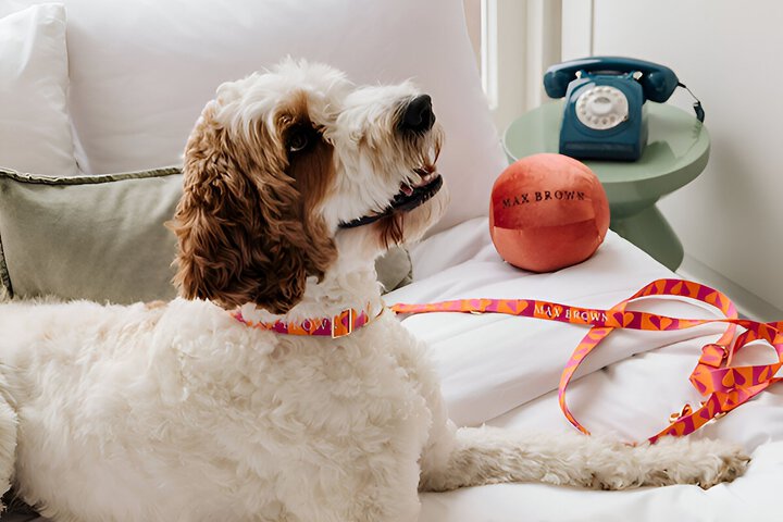 Pet-friendly