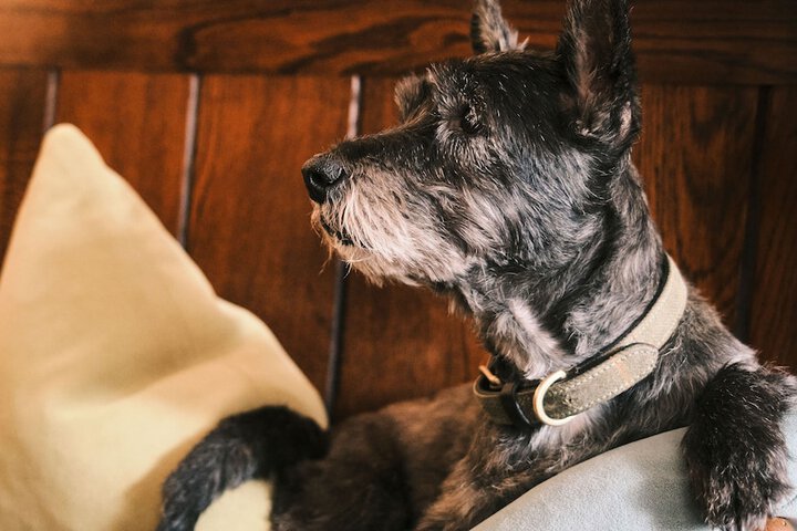 Pet Friendly 79 of 145