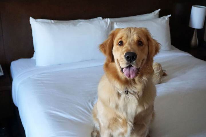 Pet-friendly