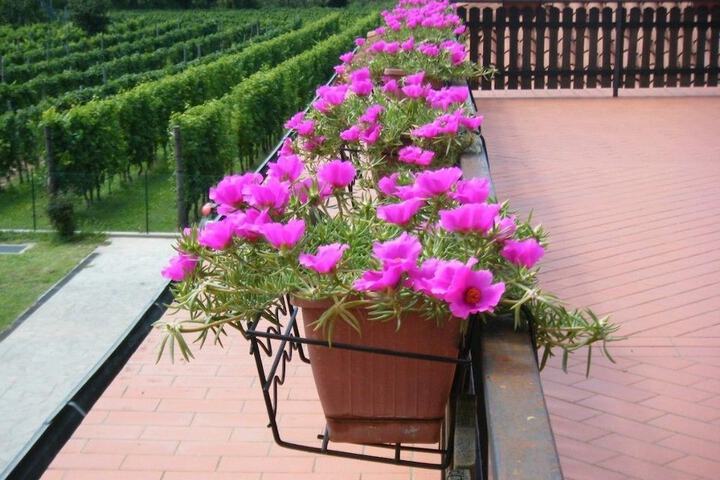 Terrace/Patio 14 of 37