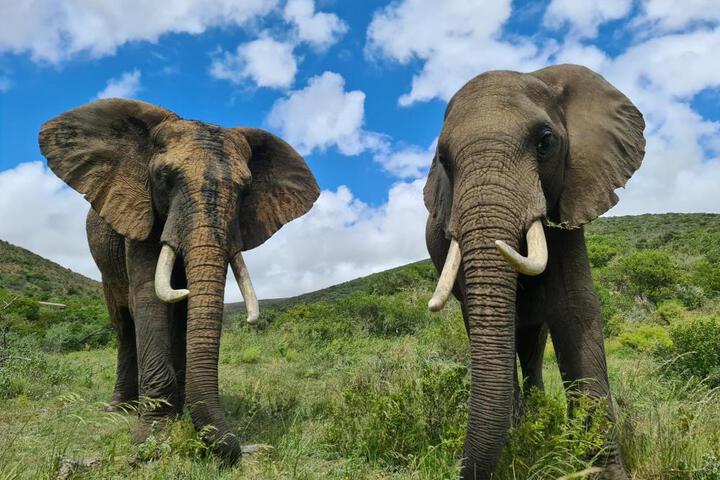 Indalu Game Reserve in Mossel Bay