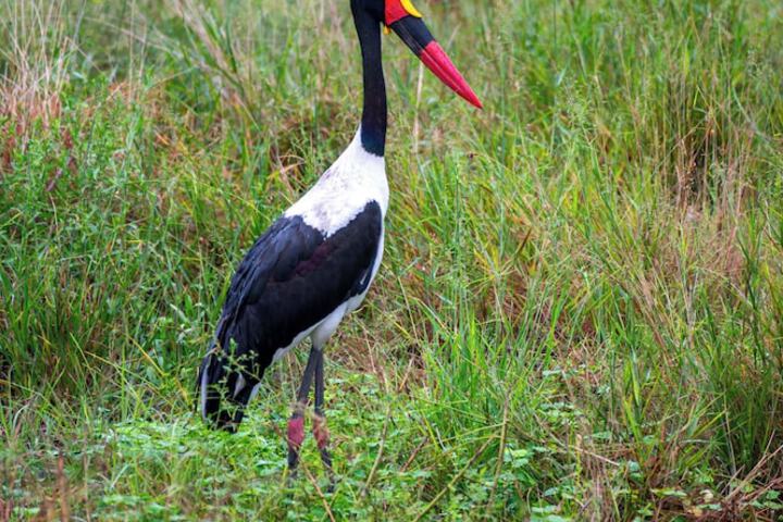 Game viewing
