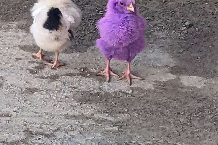 Pet Friendly 69 of 158