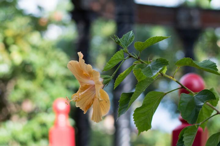 Hotel Exterior 91 of 104