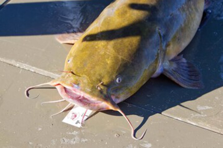 Fishing