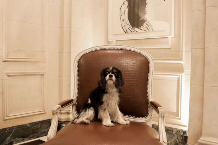 Pet Friendly 38 of 76