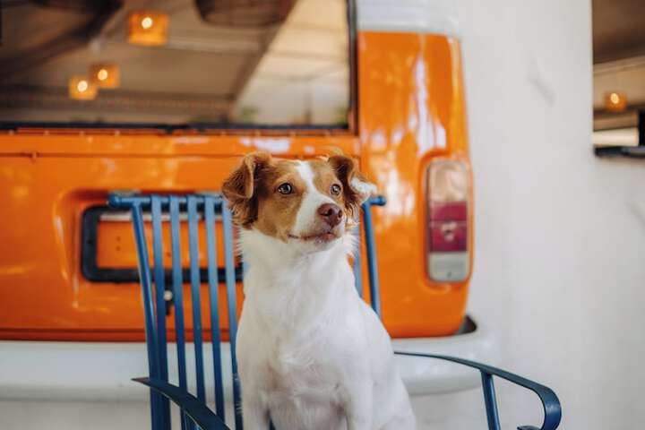 Pet Friendly 47 of 64