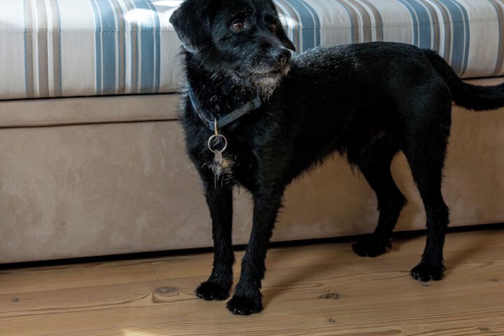 Pet Friendly 105 of 142