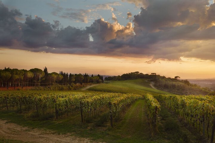 Vineyard