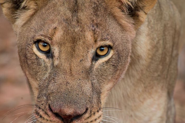 Game drive
