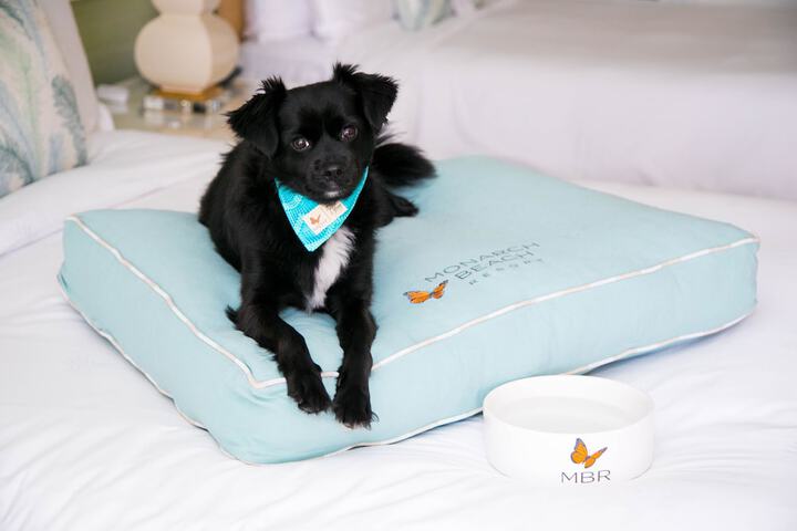 Pet-friendly