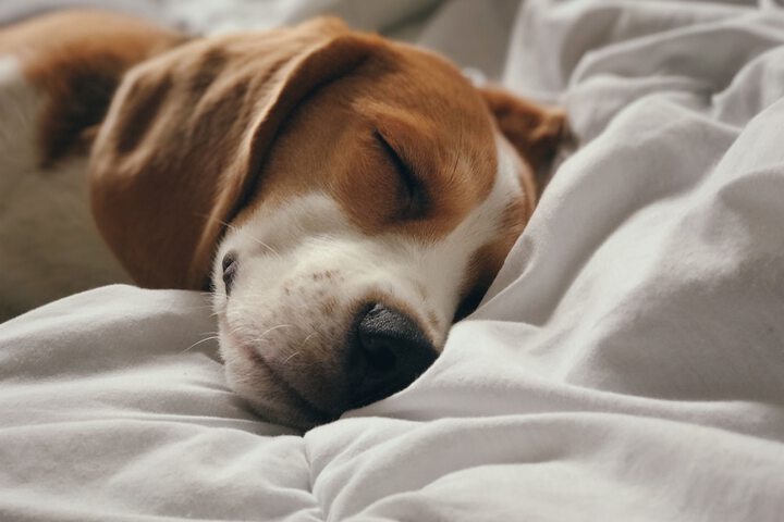 Pet Friendly 65 of 84
