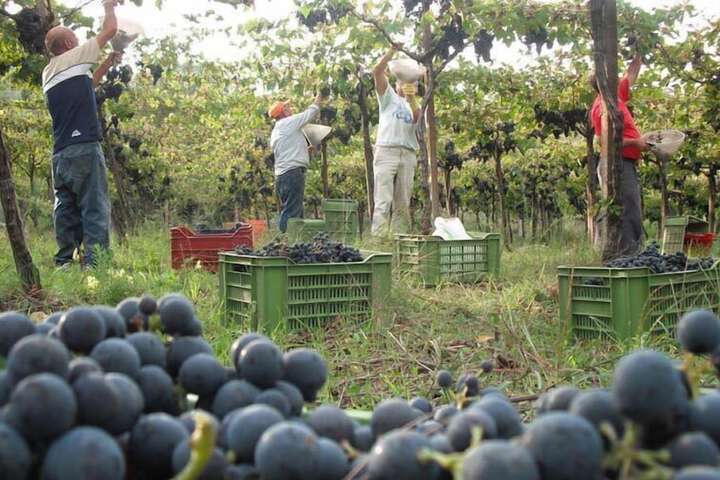 AZIENDA VITIVINICOLA SERGIO DEL CASALE