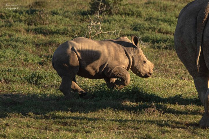 Game viewing