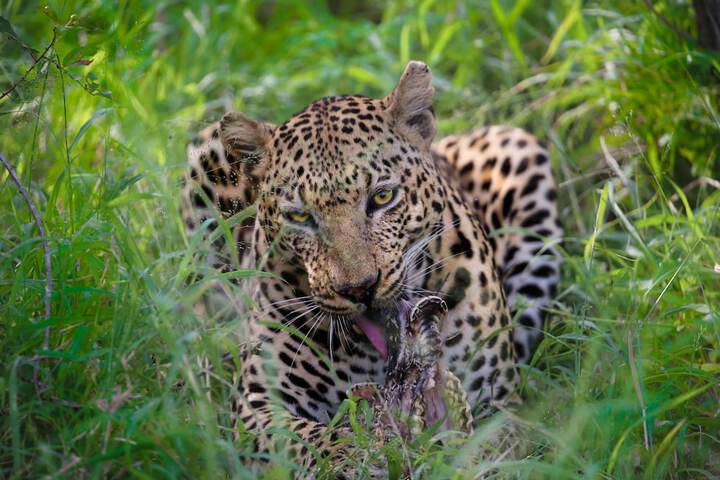 Game viewing