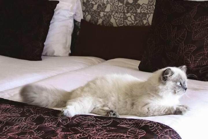 Pet Friendly 88 of 122