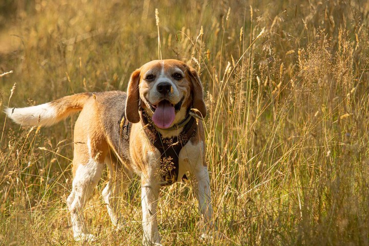 Pet Friendly 101 of 158