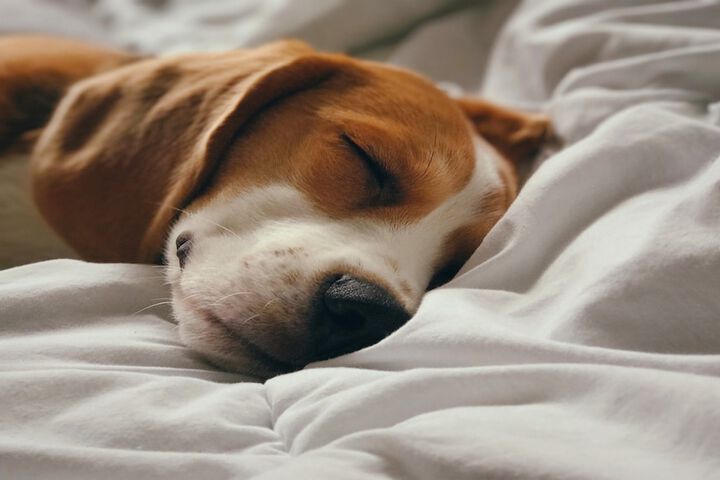 Pet-friendly