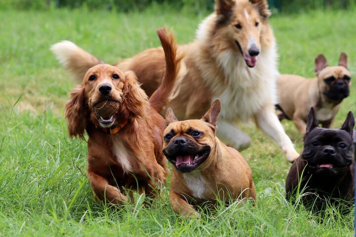 Pet Friendly 87 of 154