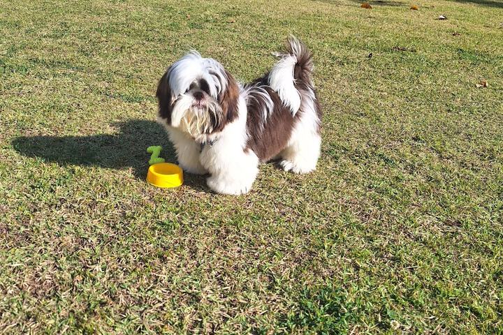 Pet Friendly 64 of 125