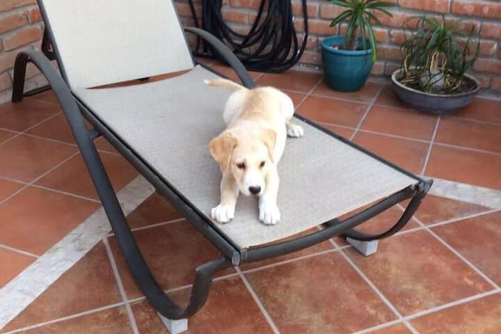 Pet Friendly 59 of 99