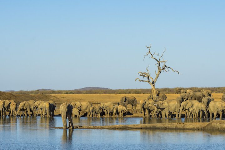 Game drive