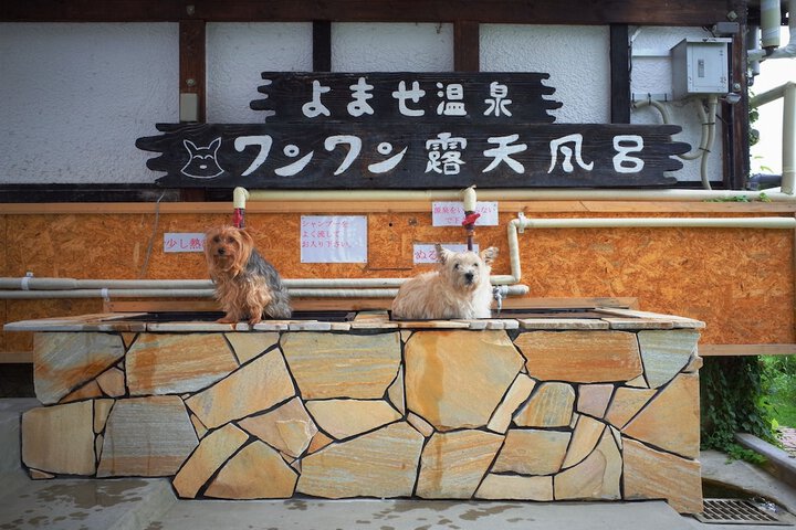 Pet Friendly 40 of 92