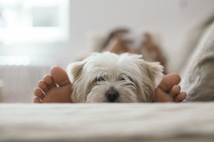 Pet-friendly