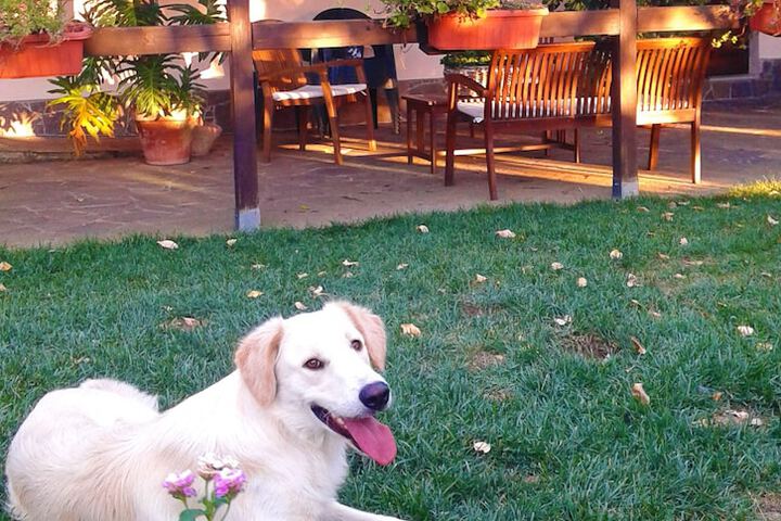 Pet Friendly 8 of 46