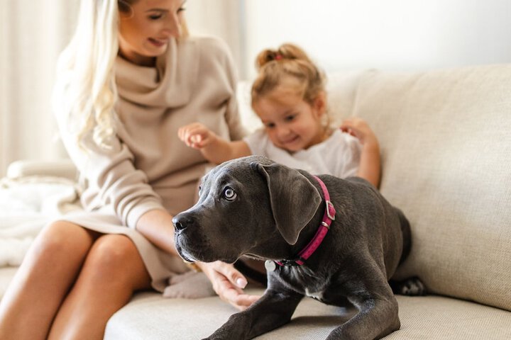 Pet Friendly 58 of 126