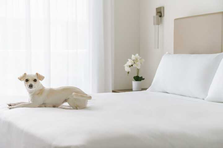 Pet-friendly