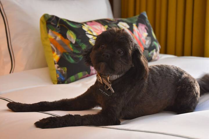 Pet-friendly