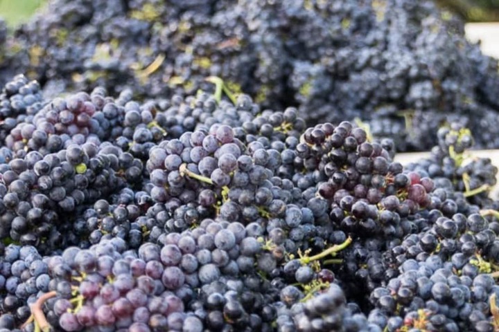 Vineyard