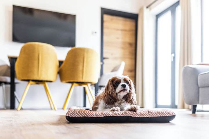 Pet Friendly 47 of 56