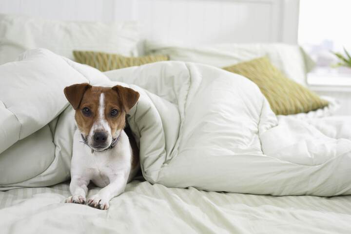 Pet-friendly