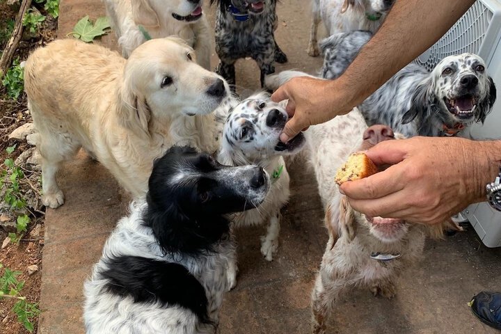 Pet Friendly 81 of 206