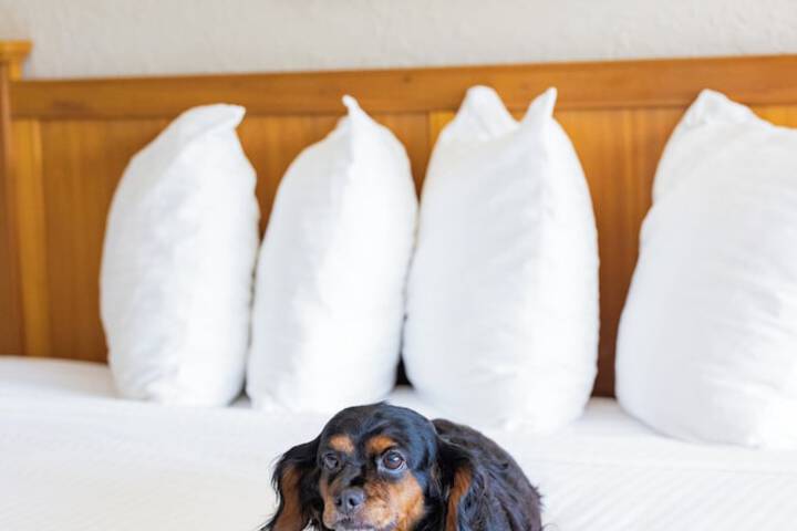 Pet-friendly