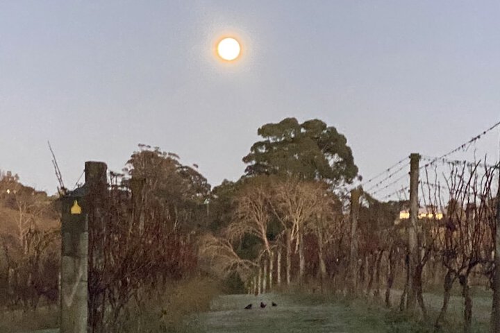 Vineyard