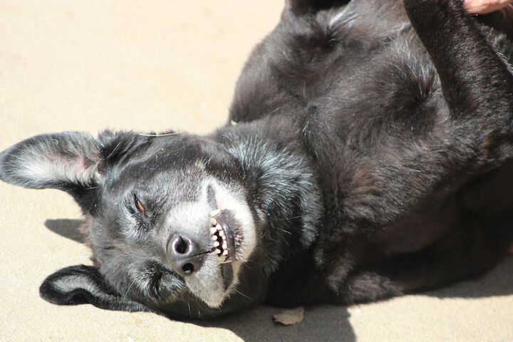 Pet Friendly 33 of 80