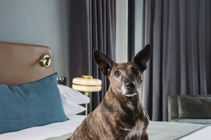 Pet Friendly 45 of 77