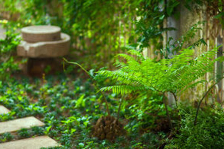 Phoenix Ju Homestay (Kulangsu Riguangyan)