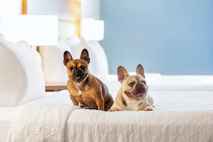 Pet-friendly