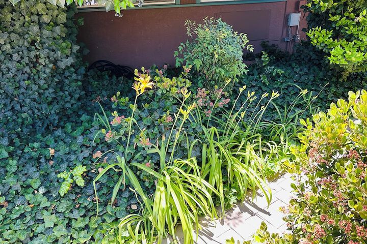 Garden view