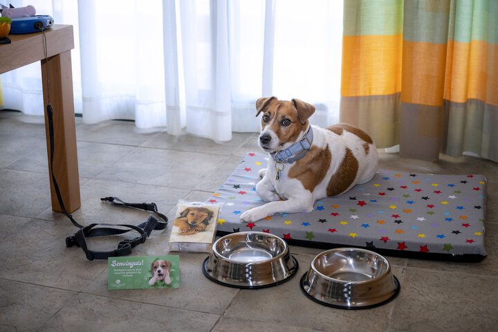 Pet-friendly amenities